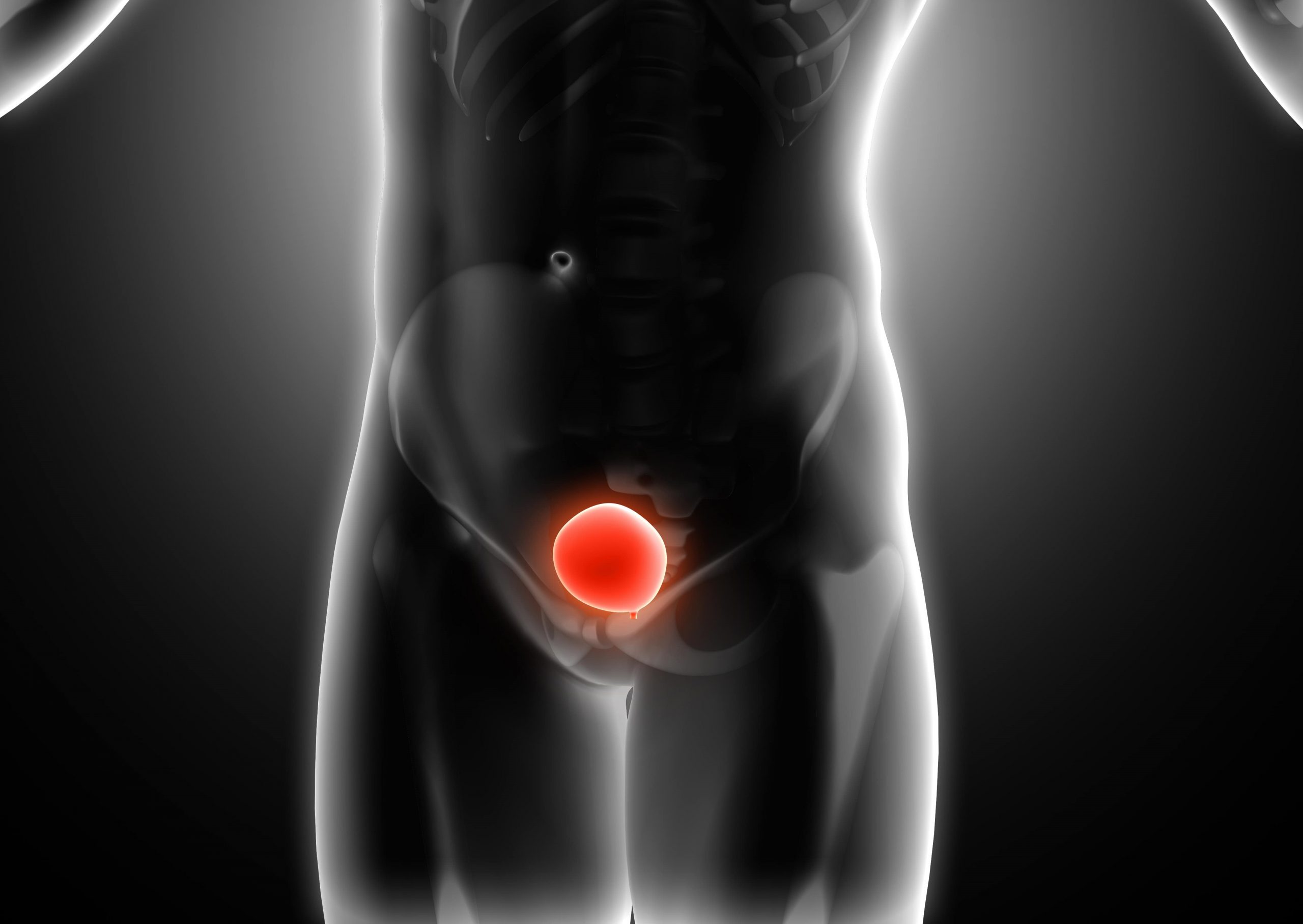 bladder | urology hospital in jaipur
